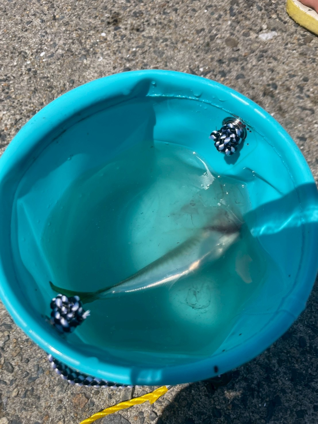 釣れた魚をバケツに入れて見せる様子