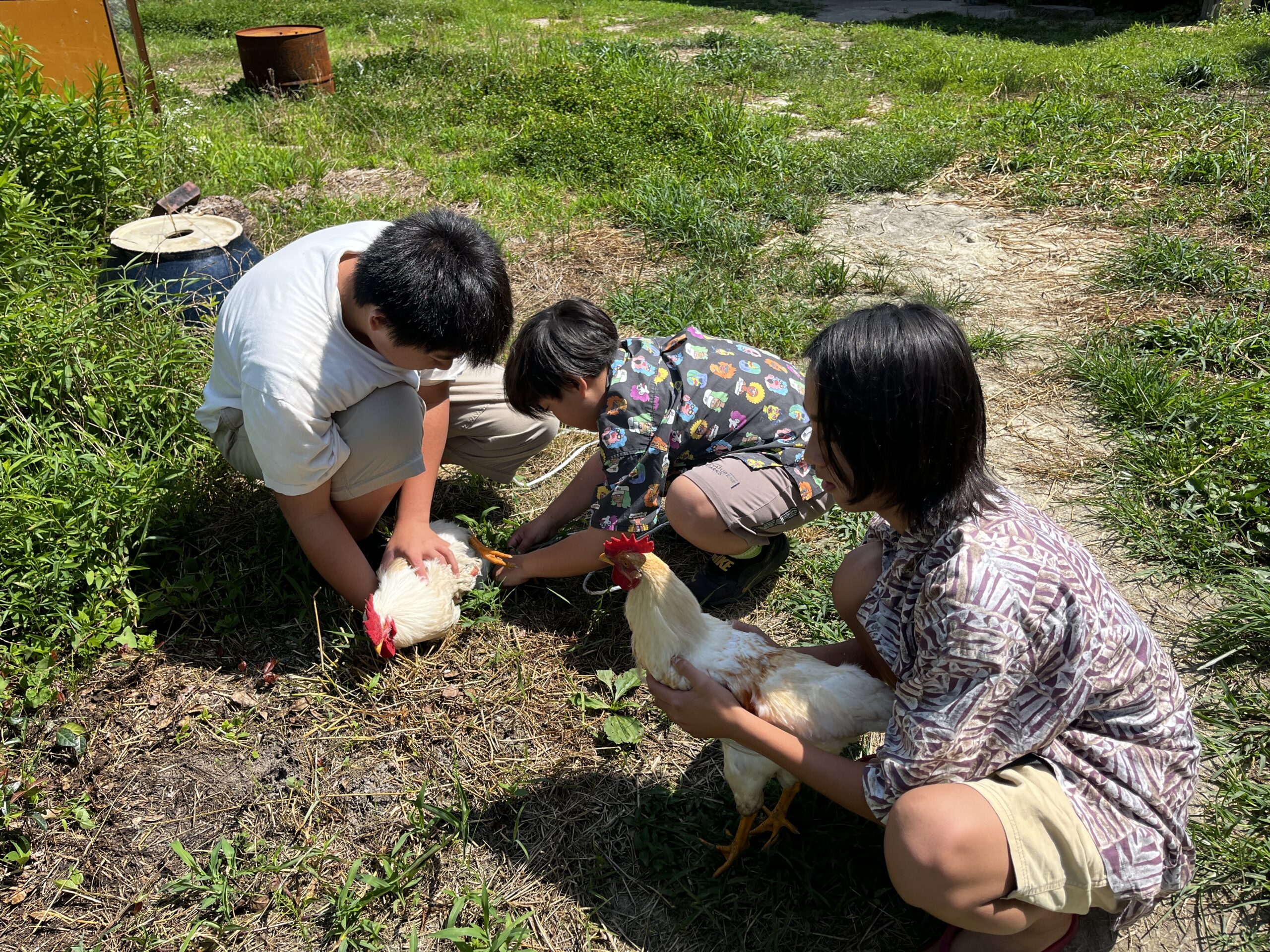 生きた鶏を子どもたちが優しく抱える様子