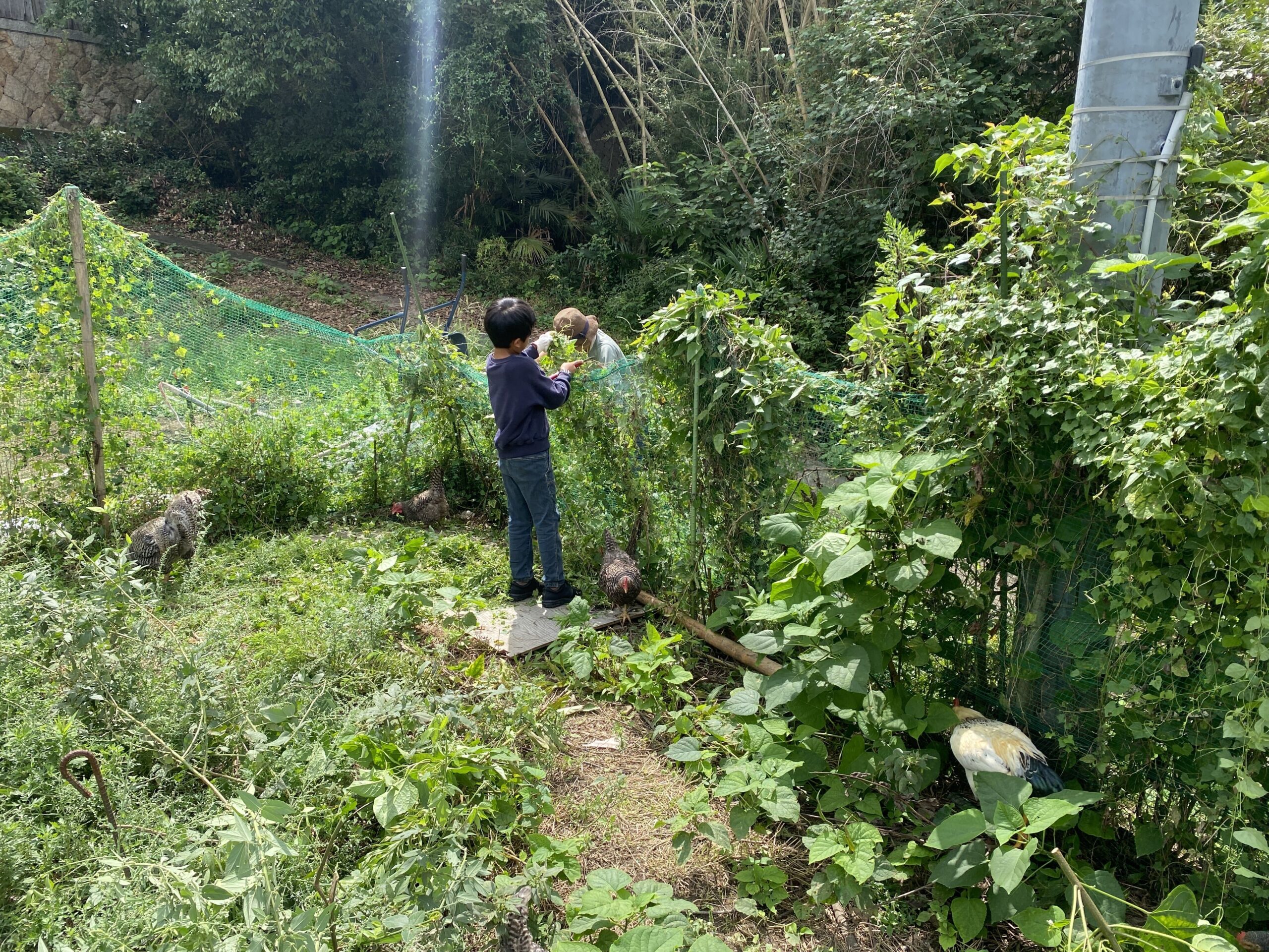 鶏小屋のネットごしに作業をする子どもとスタッフの様子
