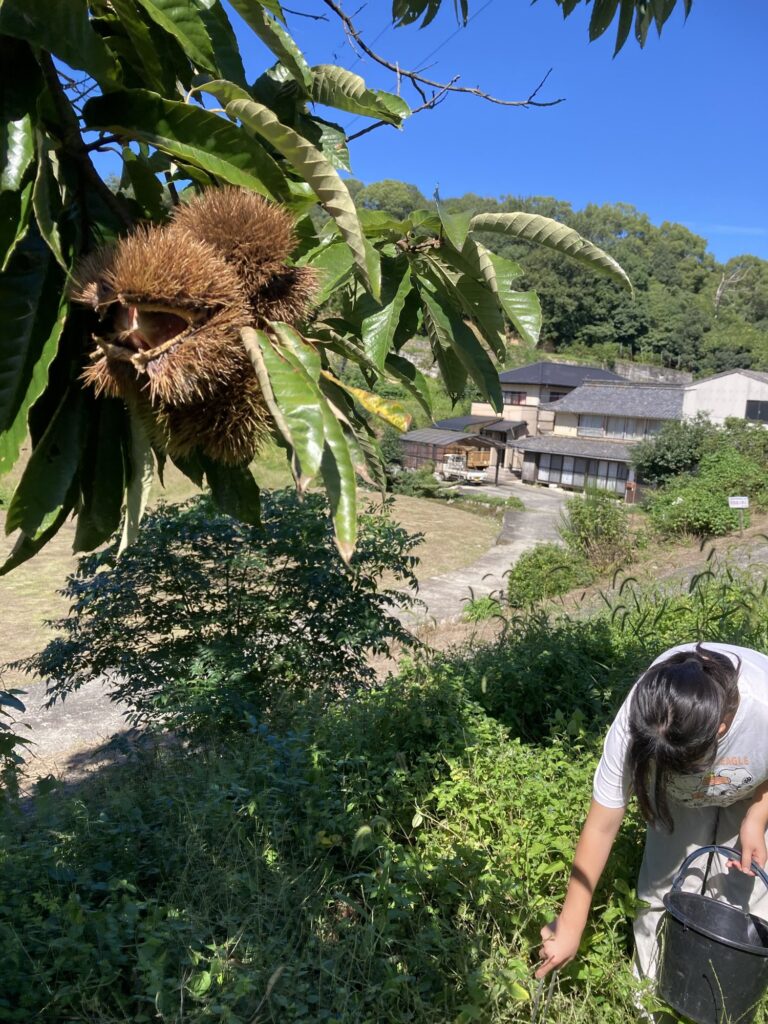 口を開けた栗のいがの下で、バケツを手に栗を拾う子ども