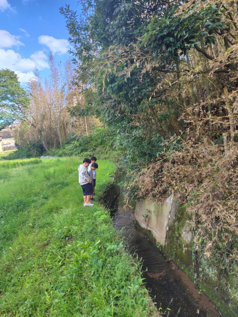 用水路沿いの草むらで、ザリガニを探す子どもたち