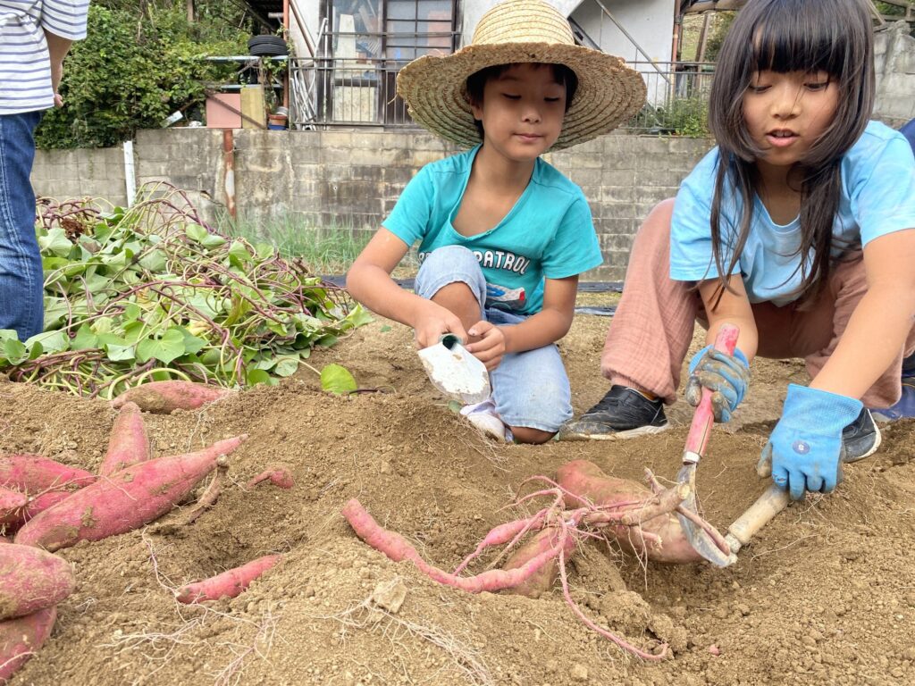 掘り出したサツマイモに囲まれて、さらに土を掘る2人
