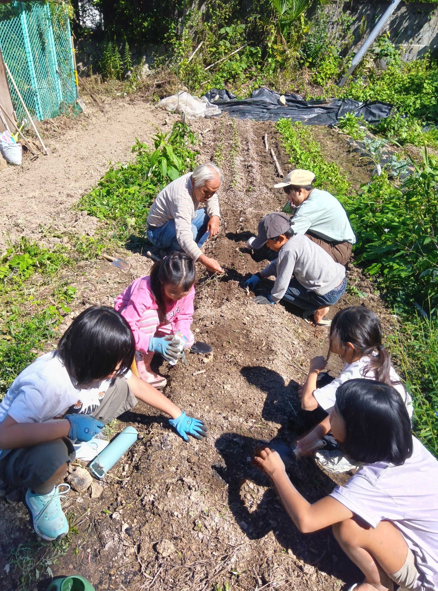 鳥小屋の横の畑で、大人と一緒にエンドウの種をまく子どもたち