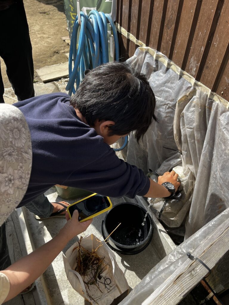 バケツに水を入れて、田んぼのザリガニのお世話をする子ども