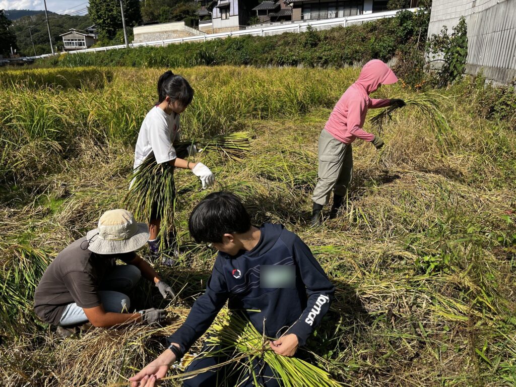 田んぼで稲を刈り、束ねる高校生たち