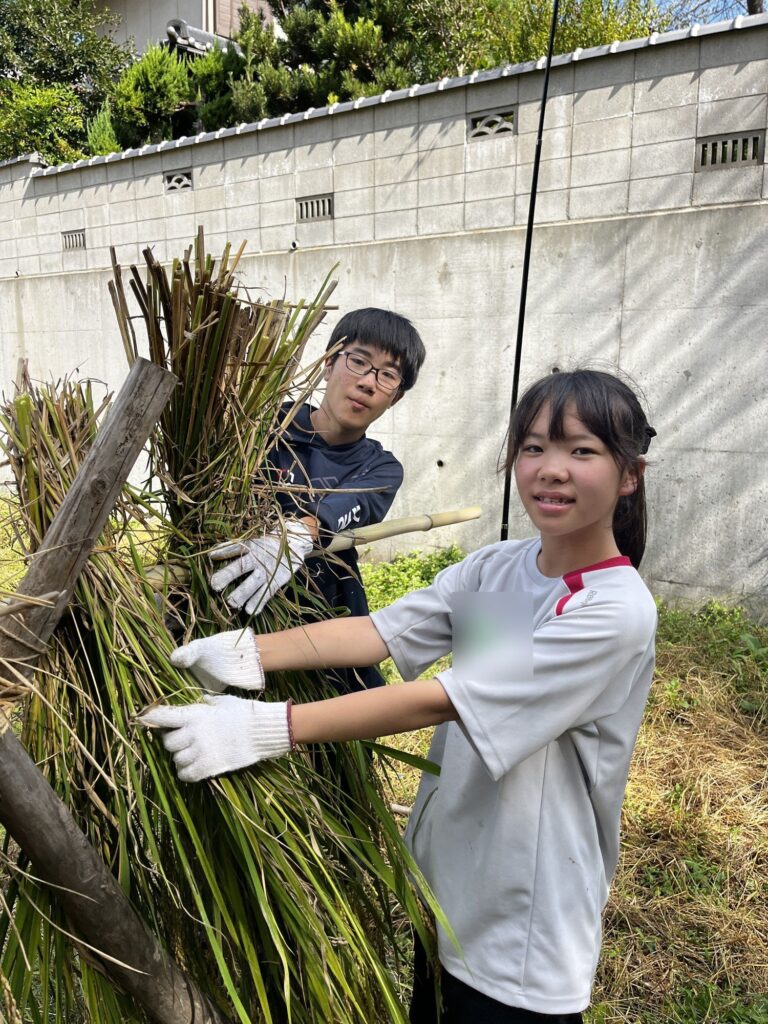 刈った稲の束をハザに掛ける高校生
