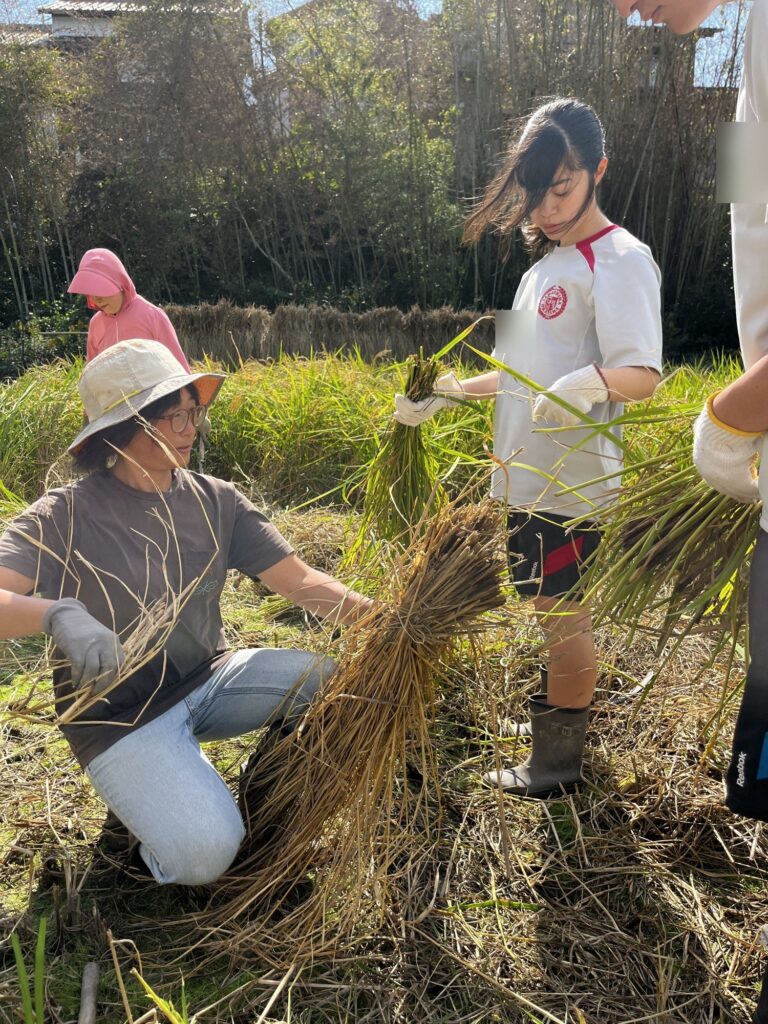 大人と一緒に、稲の束をまとめる高校生