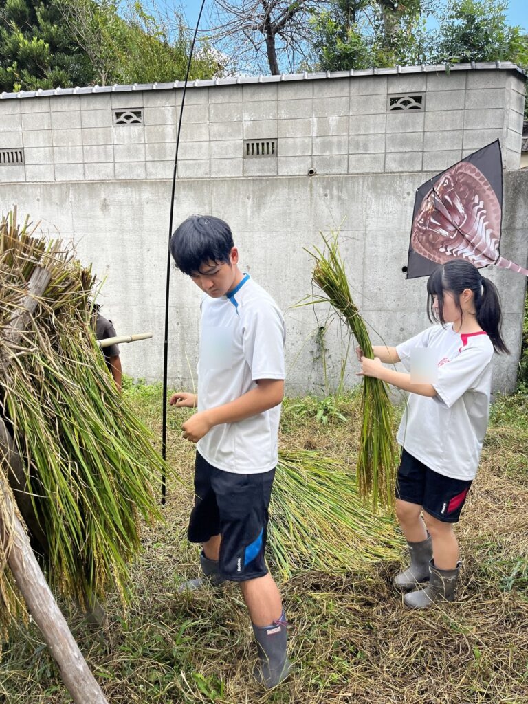 稲の束を手に、ハザ掛けの準備をする高校生