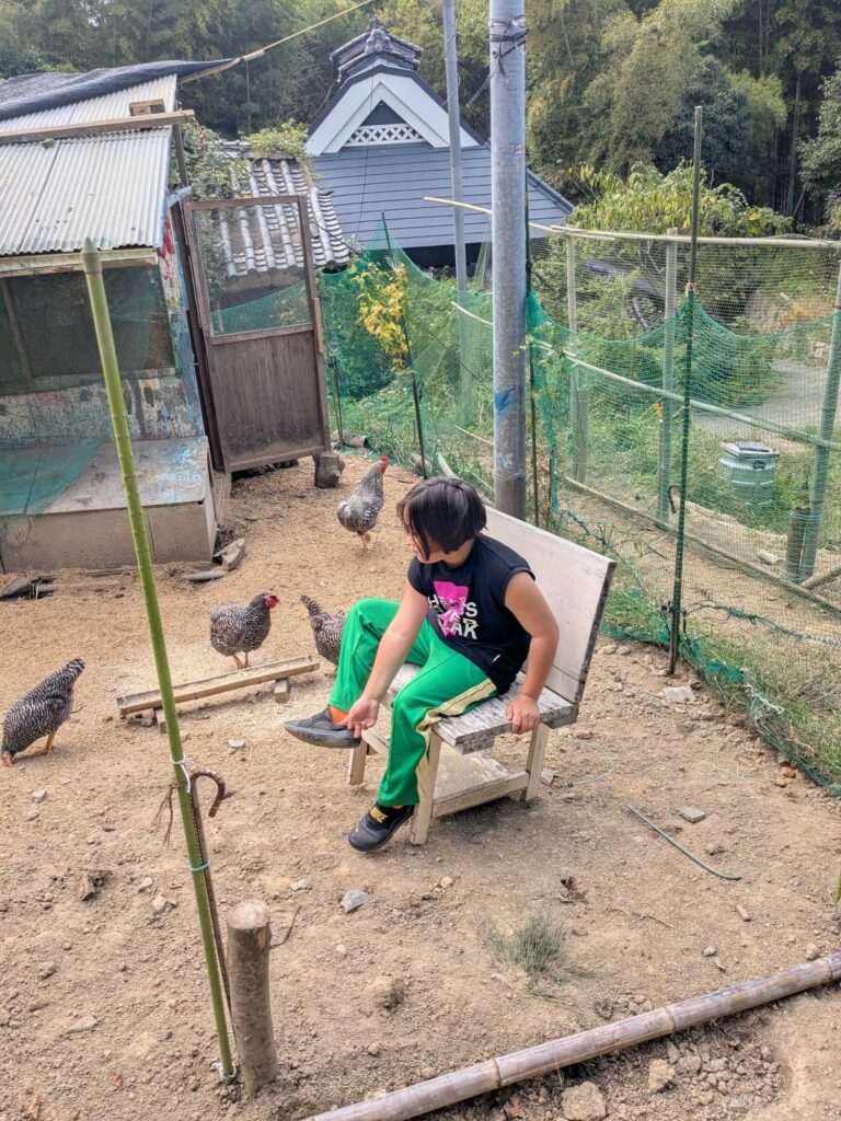 鶏小屋の中でいすに座り、鶏たちを見守る子ども